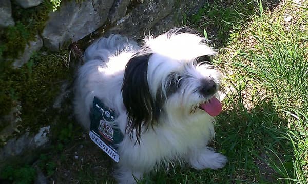 RC Sarajevo Supported Rotary Canyon 2015 - pregled slike 2